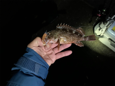 今年初フィッシュ!