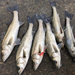 イワシの群れ活性高い