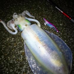 雨の中エギング