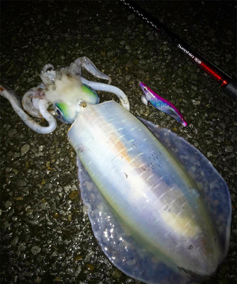 雨の中エギング