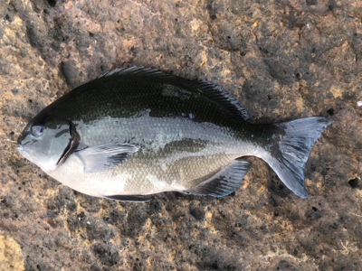 マルヒサ渡船 グレ釣り&平政
