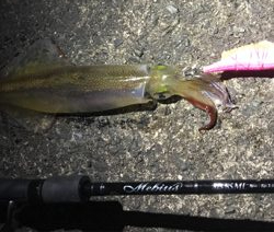 やっと、今年初イカ