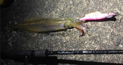 やっと、今年初イカ