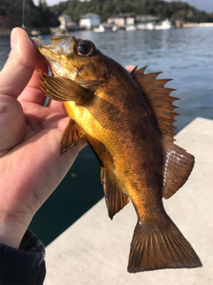 デーメバリング