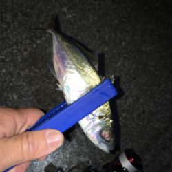 明石でライトゲーム