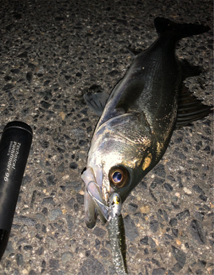 ナイトシーバス