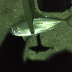 中アジは。。。