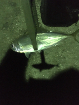 中アジは。。。