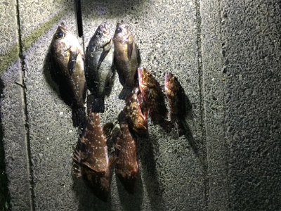 五目釣り目指して‼︎