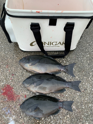 中泊エリアの磯。鹿島観音崎でのグレフカセ釣…