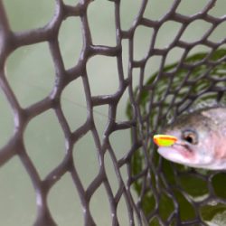 服部緑地 トラウト