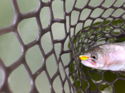 服部緑地 トラウト