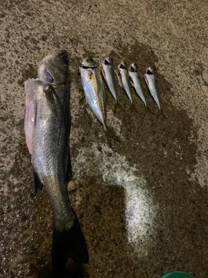 夕マヅメにイワシの若干の群れ