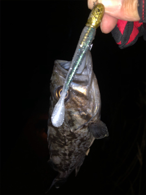 シーバスはどこ…