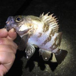 雨のライトゲーム