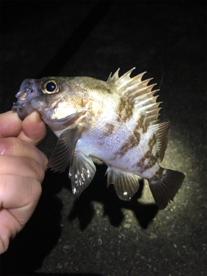 雨のライトゲーム