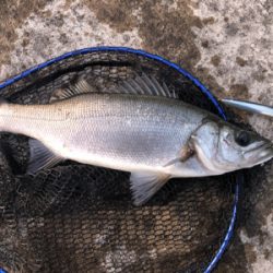 三浦半島　ヒラスズキ