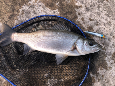 三浦半島　ヒラスズキ