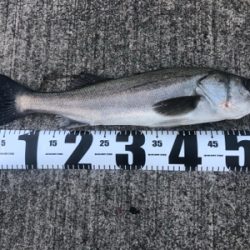 まづめ１時間勝負