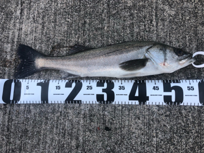 まづめ１時間勝負