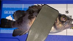 停めれないし、釣れない