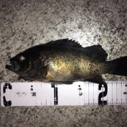 明石周辺メバリング