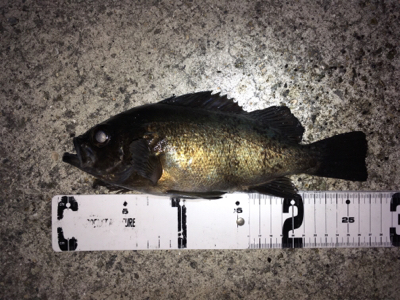 明石周辺メバリング