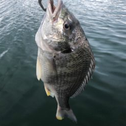 アクション大事！