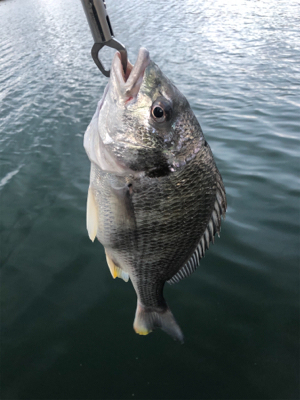 アクション大事！