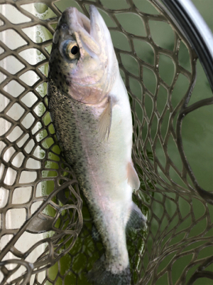 服部緑地　番組収録後で放流魚多数