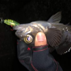 なかなかの渋さ…