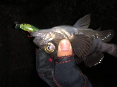 なかなかの渋さ…