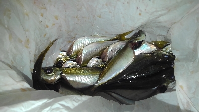 年始に懲りずにアジング