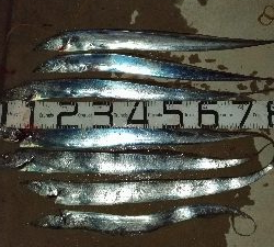 1/2釣果タチウオチヌメバル豆アジサバ