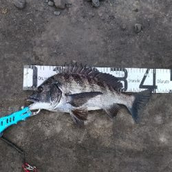 1/12釣果チヌ6枚グレタチウオメバルサバ中アジ豆アジボラ