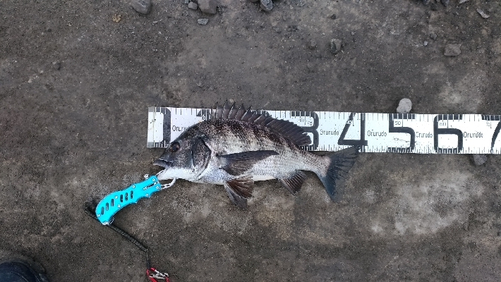 1/12釣果チヌ6枚グレタチウオメバルサバ…