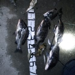 1/18釣果タチウオチヌグレキス豆アジ