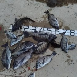 1/26釣果チヌ19枚グレ1枚