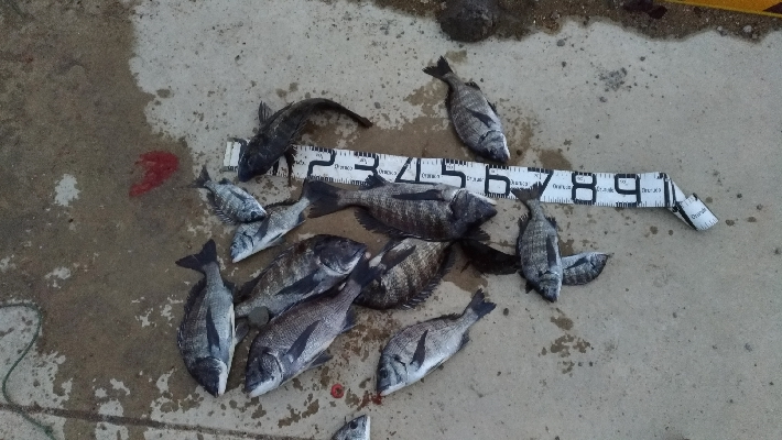 1/26釣果チヌ19枚グレ1枚
