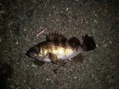 2020年1月15日釣行in箱崎ふ頭