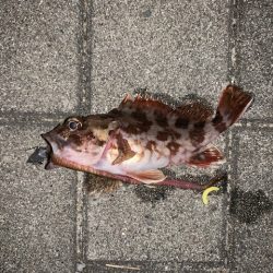 虫ヘッドすごい