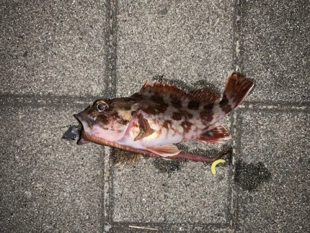 風の強い中メバリング