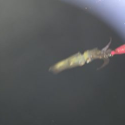 ヒイカエギング