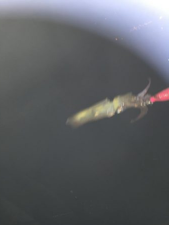 ヒイカエギング