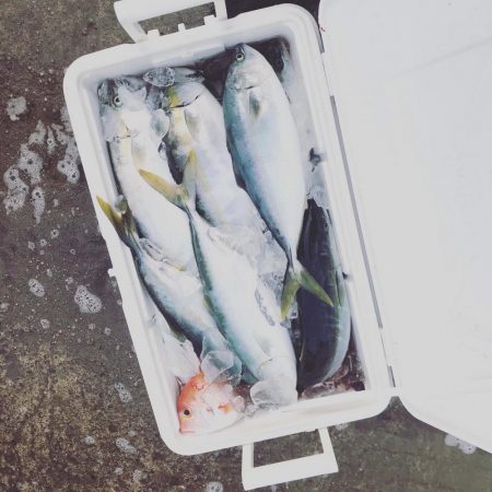 ハマチフィーバー