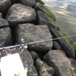 エビ撒き時合は突然に！