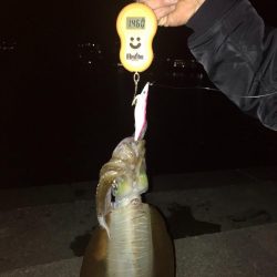 今年初釣りでアオリイカゲット