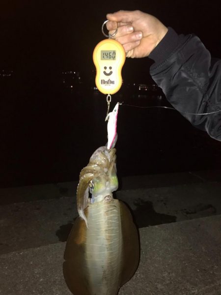 今年初釣りでアオリイカゲット