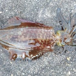 風が弱まって来たので行って来ました。