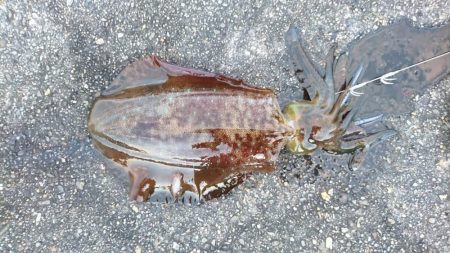 風が弱まって来たので行って来ました。